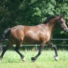 2-welsh cob cascob nia 08-2006